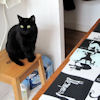 2010-11-09 Un monde de chat_l.jpg